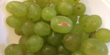 홉스가 놓친 것, 아이의 마법