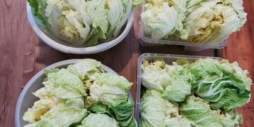 [독일맘 칼럼]실패 없이 독일 배추절이는 방법 소개해요~