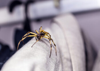 가을이면 옷장까지 침투하는 거미와의 불편한 동거 – 독일에서 검증된 가장 확실한 거미 퇴출 방법