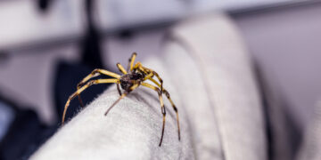 가을이면 옷장까지 침투하는 거미와의 불편한 동거 – 독일에서 검증된 가장 확실한 거미 퇴출 방법