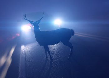 독일 28만건의 야생 동물 교통사고, 사고 발생 시 대처 방안과 예방법
