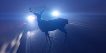 독일 28만건의 야생 동물 교통사고, 사고 발생 시 대처 방안과 예방법