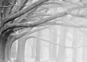 독일 겨울의 악천후에도 Schwarzwald(검은 숲)를 즐기는 방법 – 아이들과 함께하기 좋은 실내 여행지 5곳