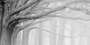 독일 겨울의 악천후에도 Schwarzwald(검은 숲)를 즐기는 방법 – 아이들과 함께하기 좋은 실내 여행지 5곳